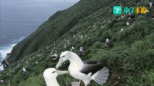 wow信天翁