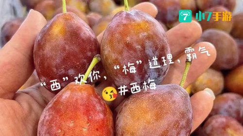 那种西梅更新鲜